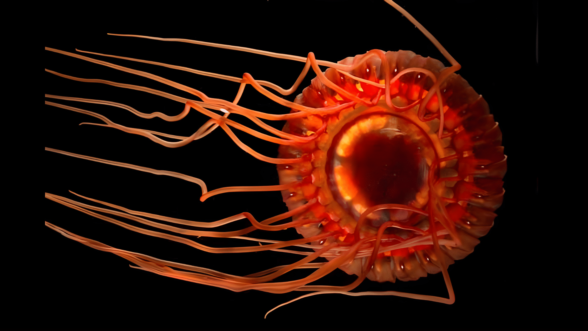 Coronate Medusa
