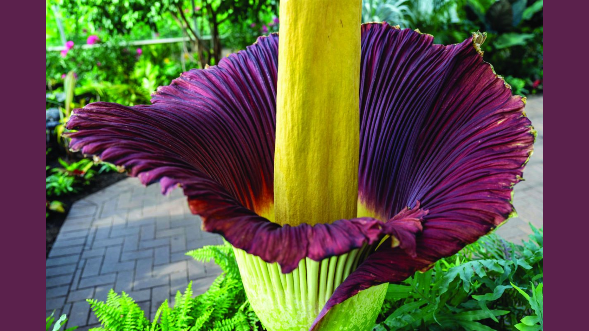 Corpse Flower