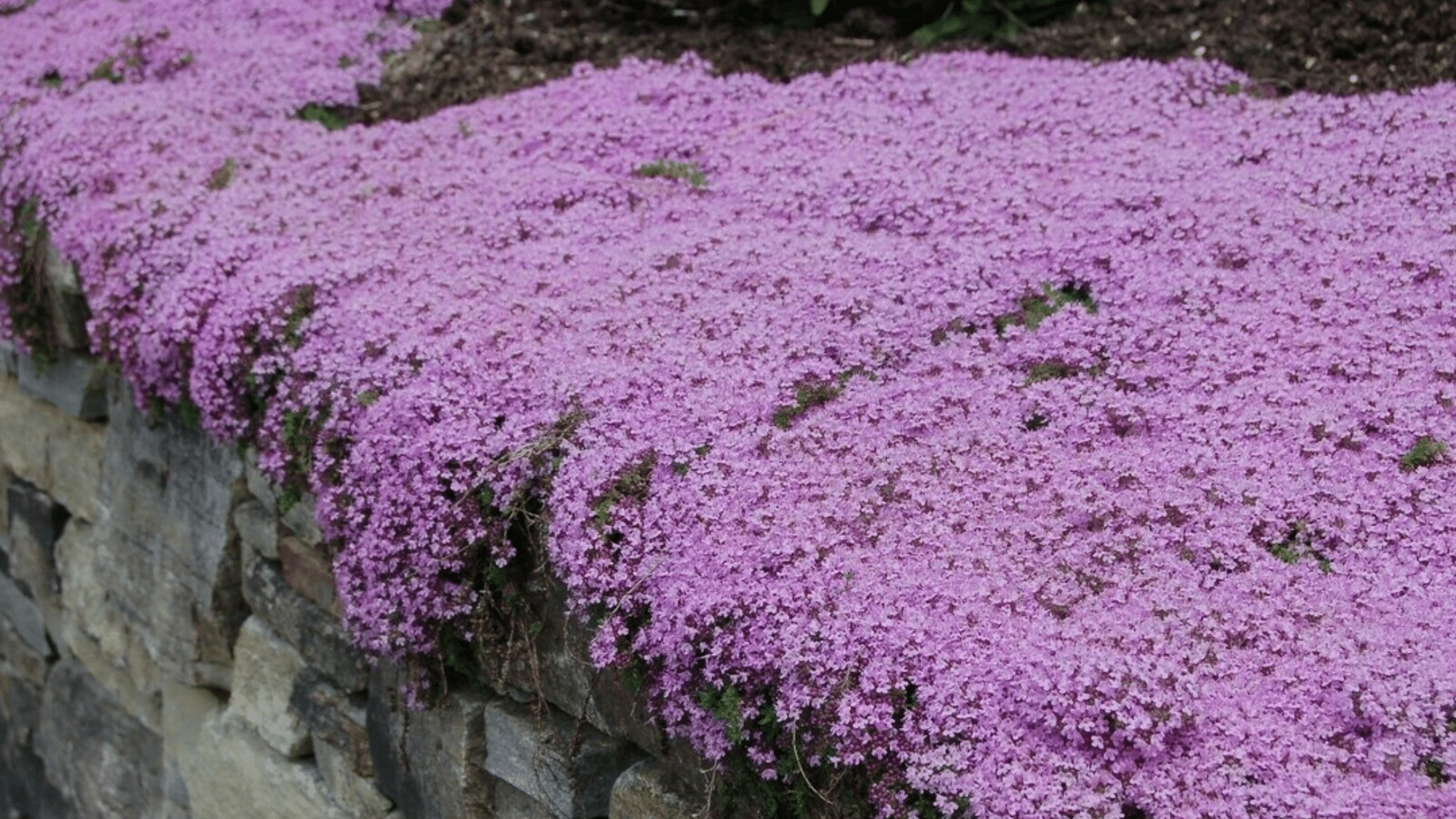 Creeping Thyme