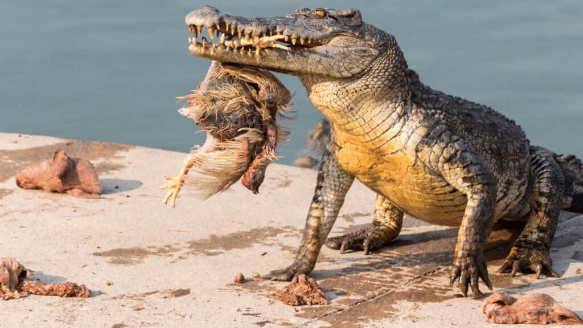 Crocodiles