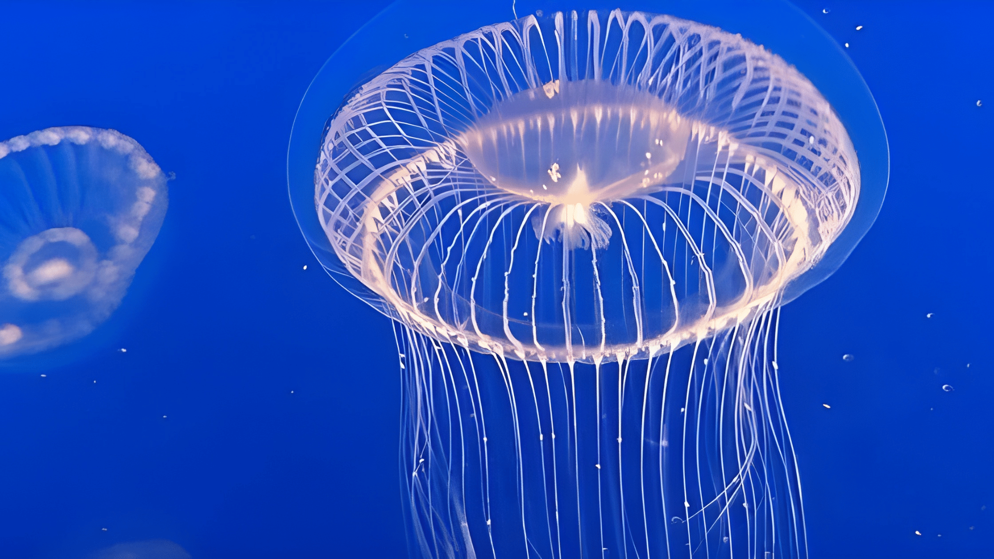 Crystal Jellyfish