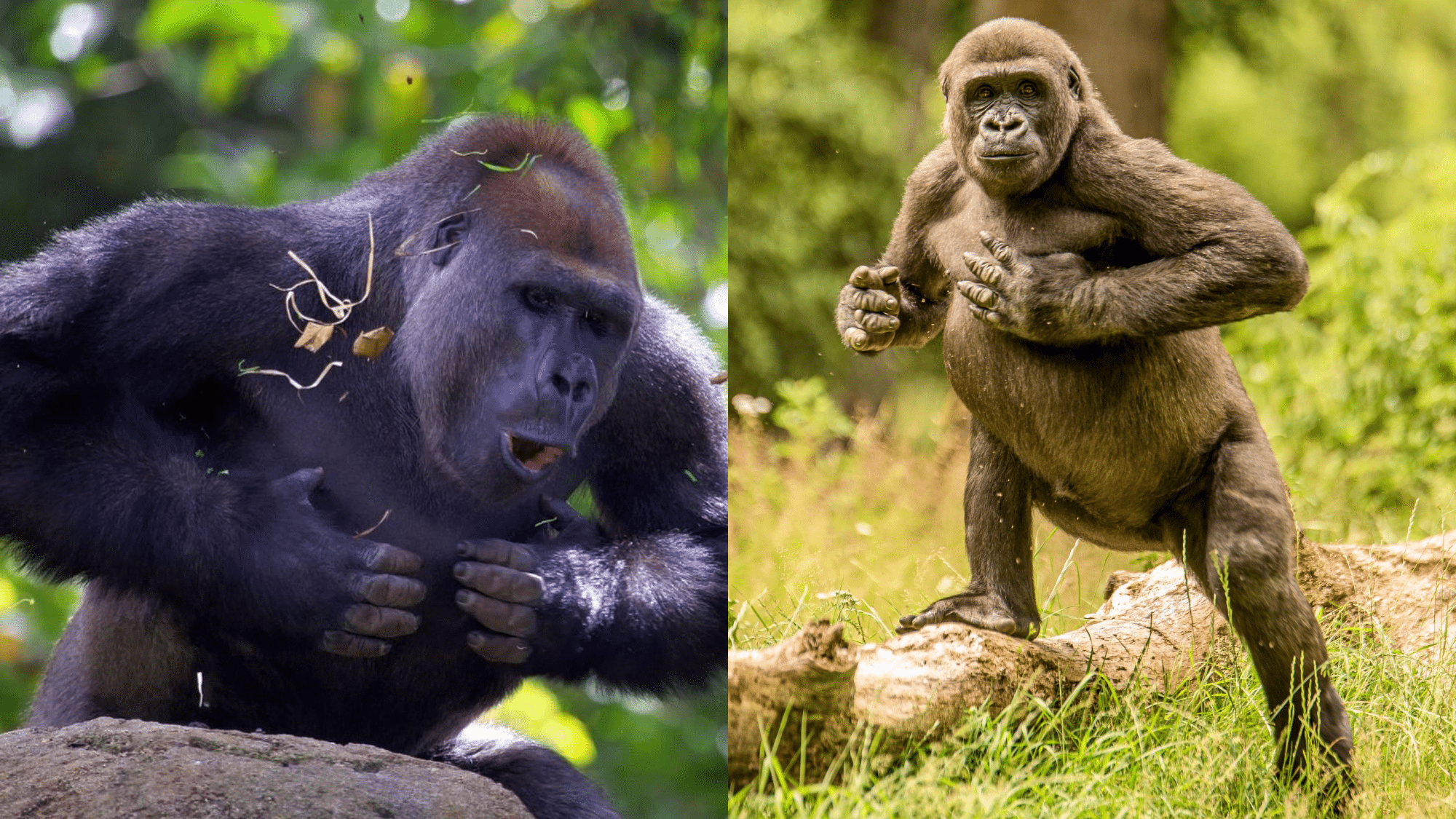 Defense Mechanisms of Mountain Gorilla