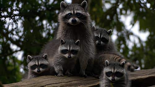 Do Raccoons Hiss- Understanding Their Behavior