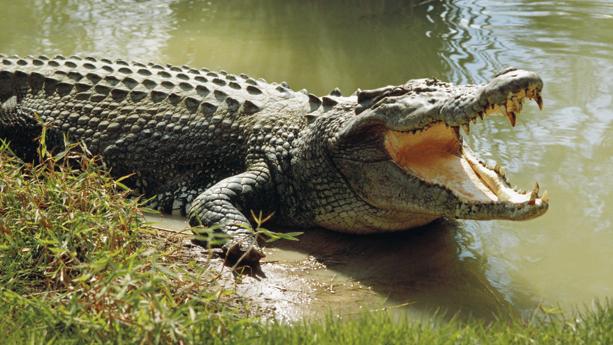 Crocodile Skin Mystery: Do They Really Shed?