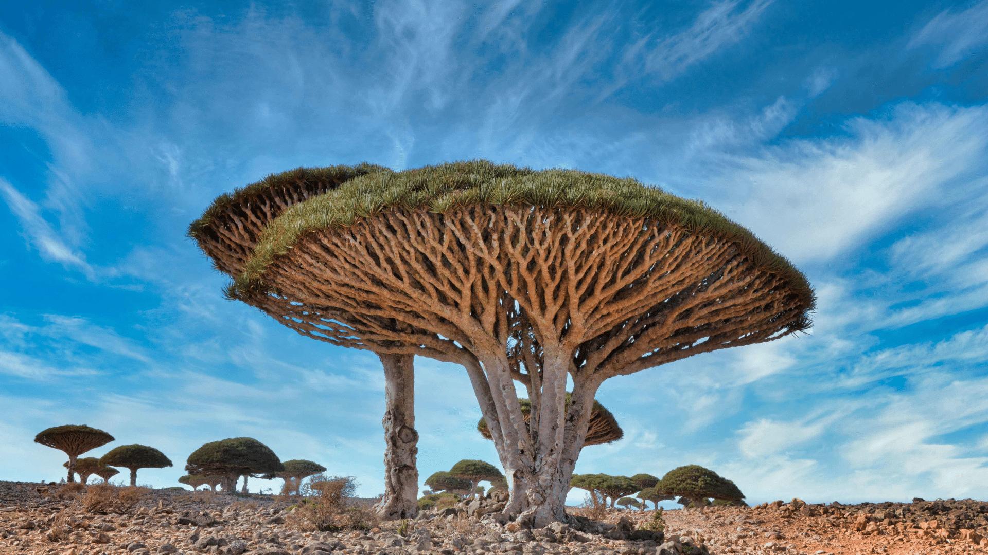 Dragon’s Blood Tree
