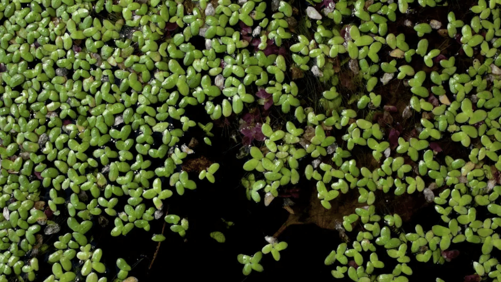 Duckweed