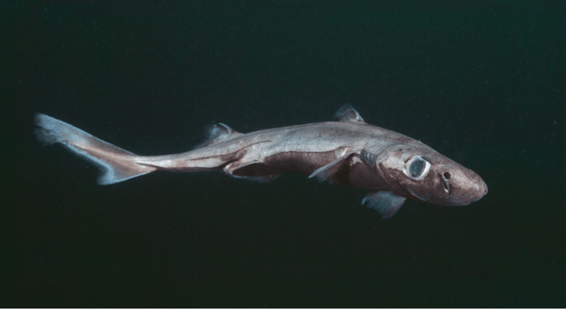 Dwarf Lantern Shark