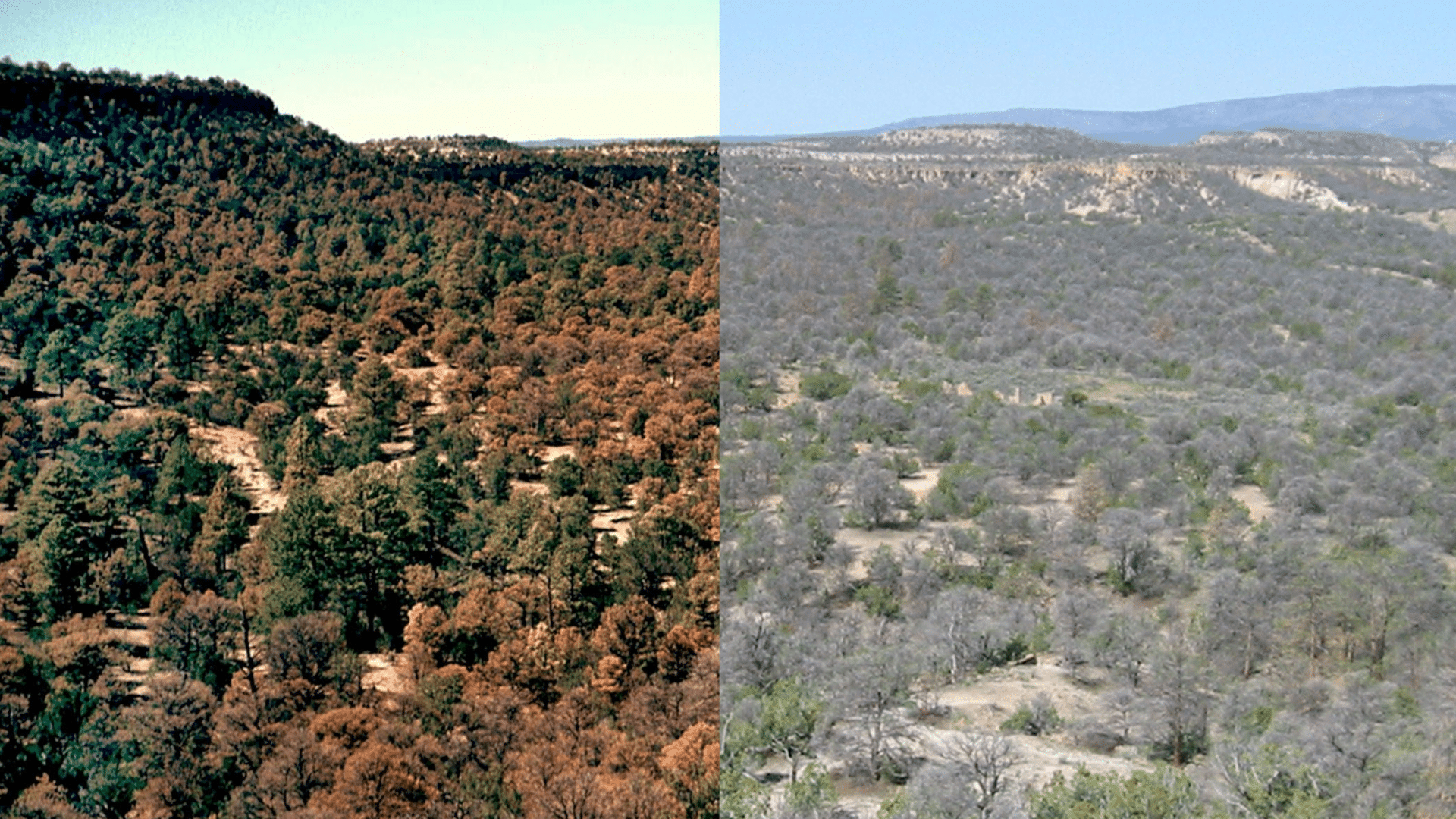 Earth’s Green Future and Changing Ecosystems