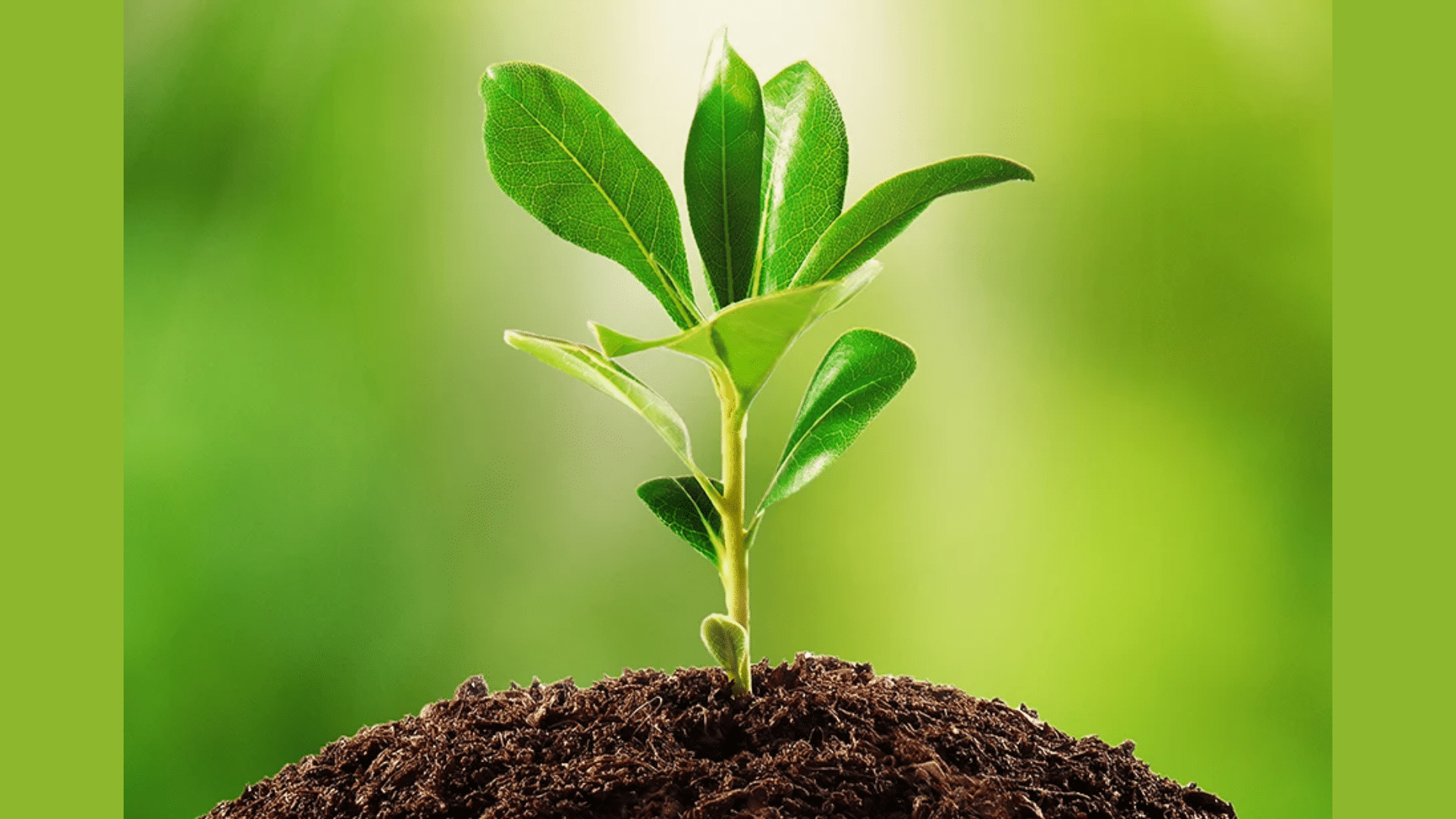 Earth’s Biomass