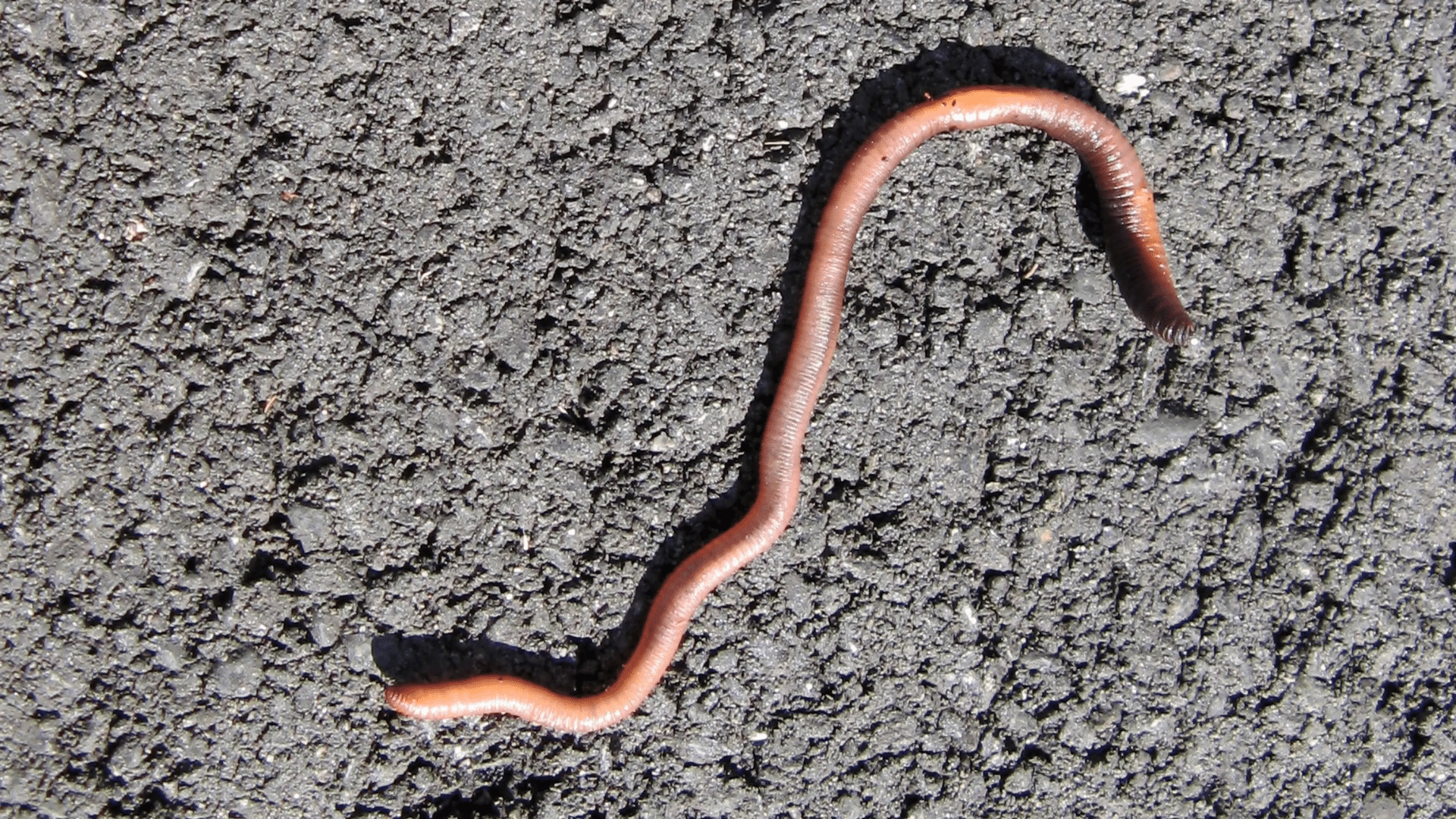 Earthworms