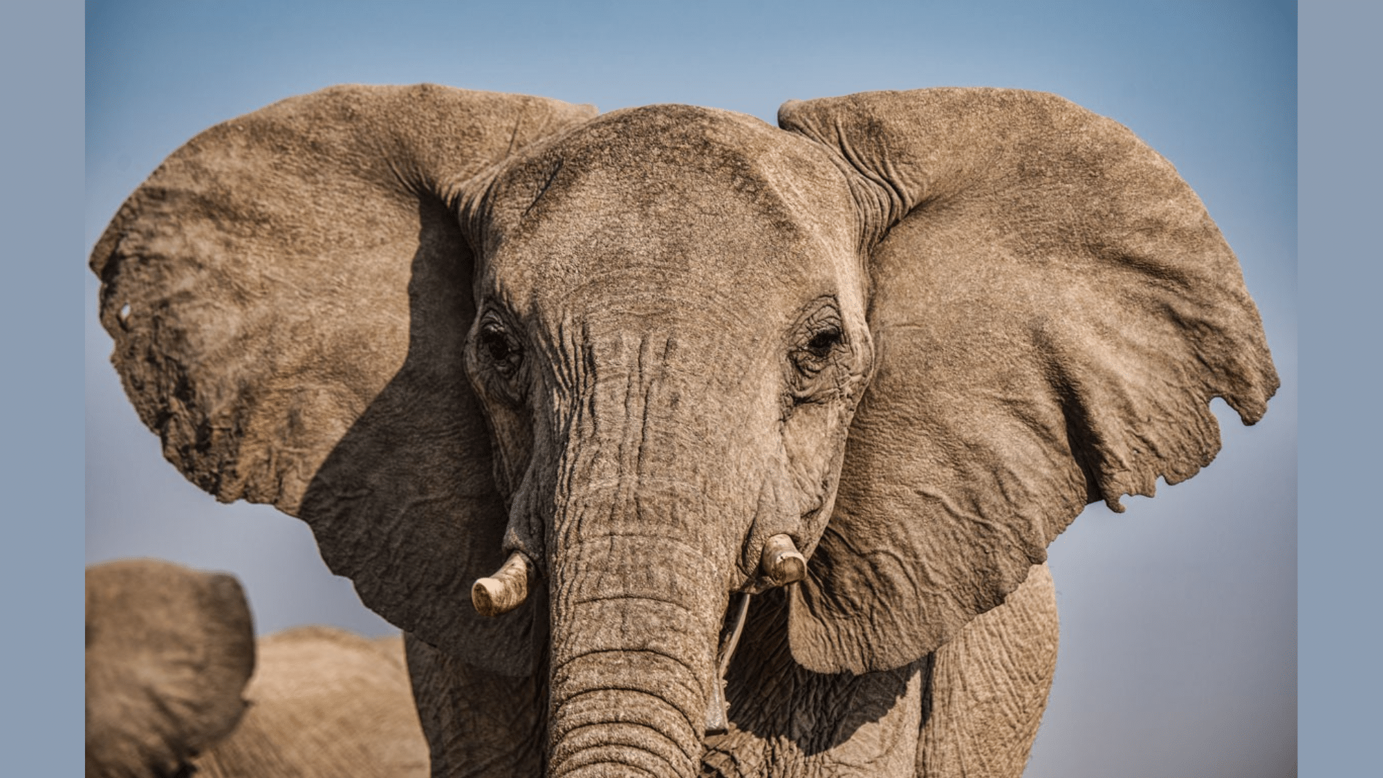 Elephant Bite Force & It's Interesting Facts