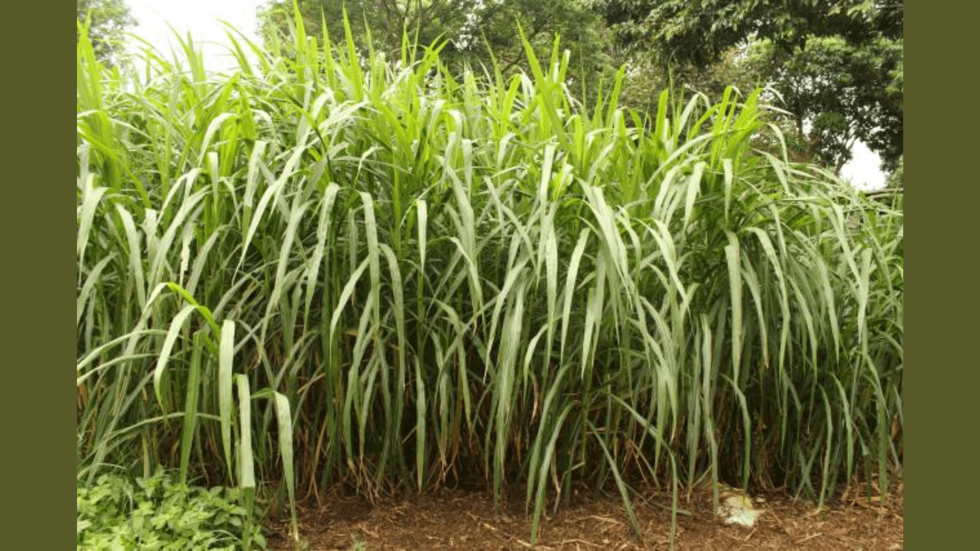 Elephant Grass