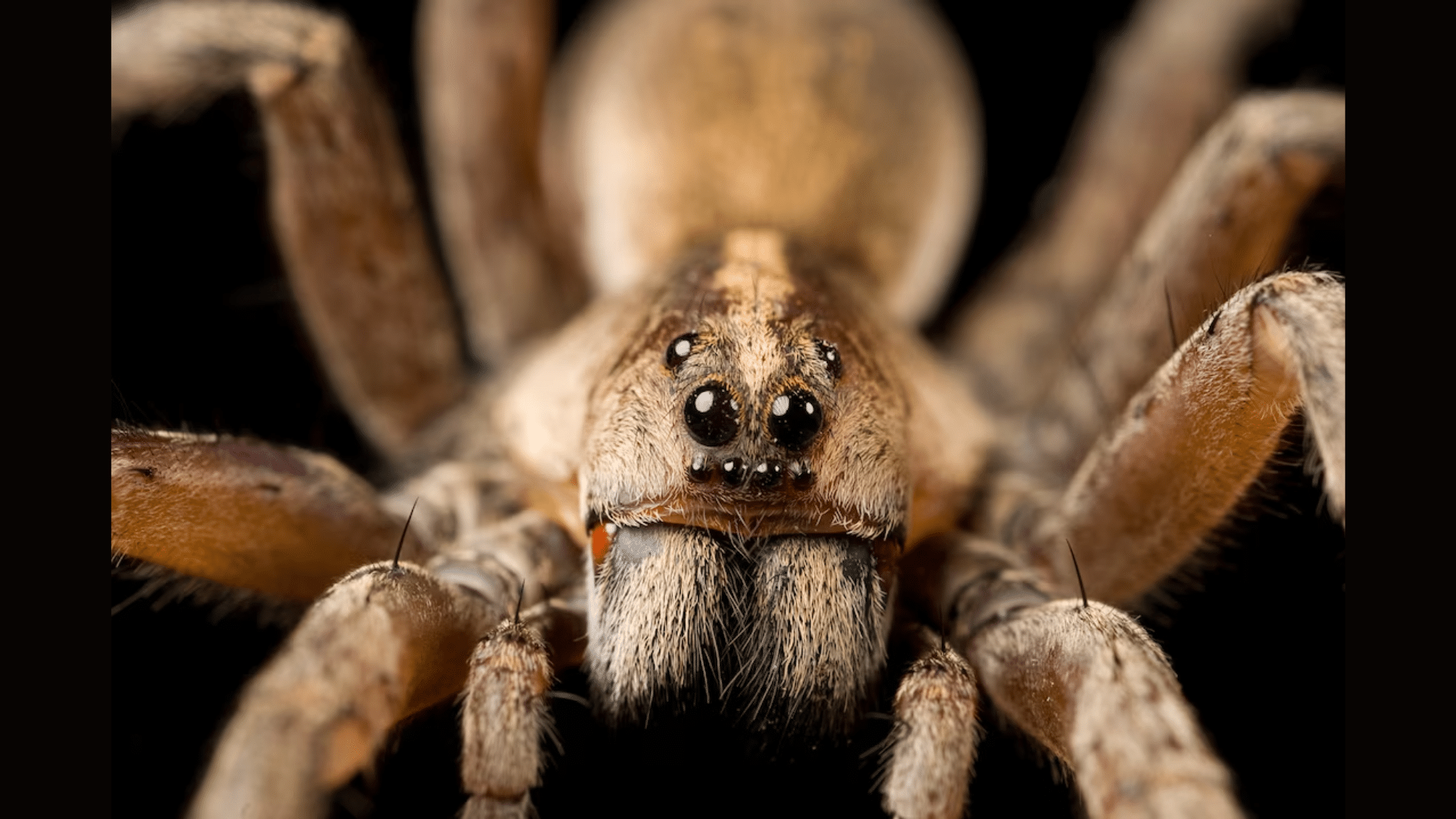 Enter the Spider, an Eight-Legged Wonder