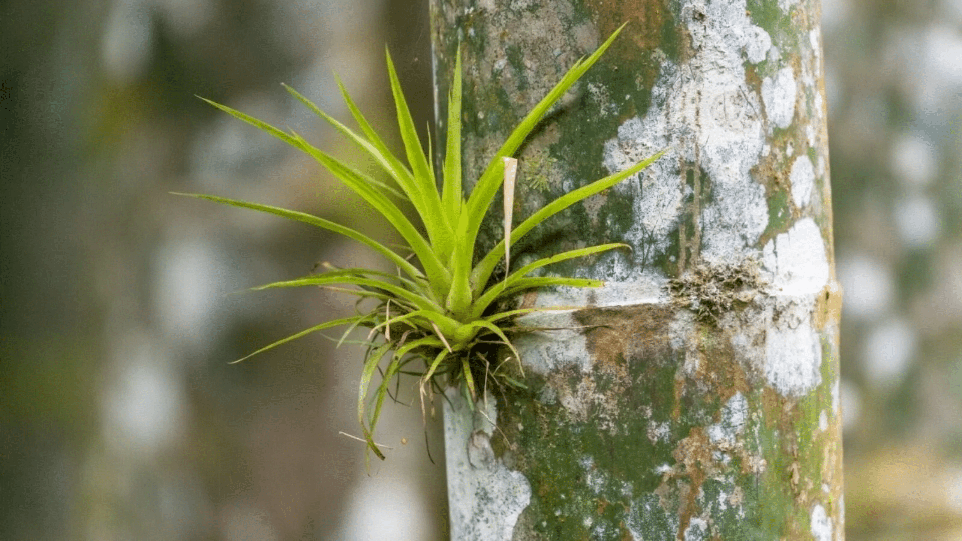 Epiphytes