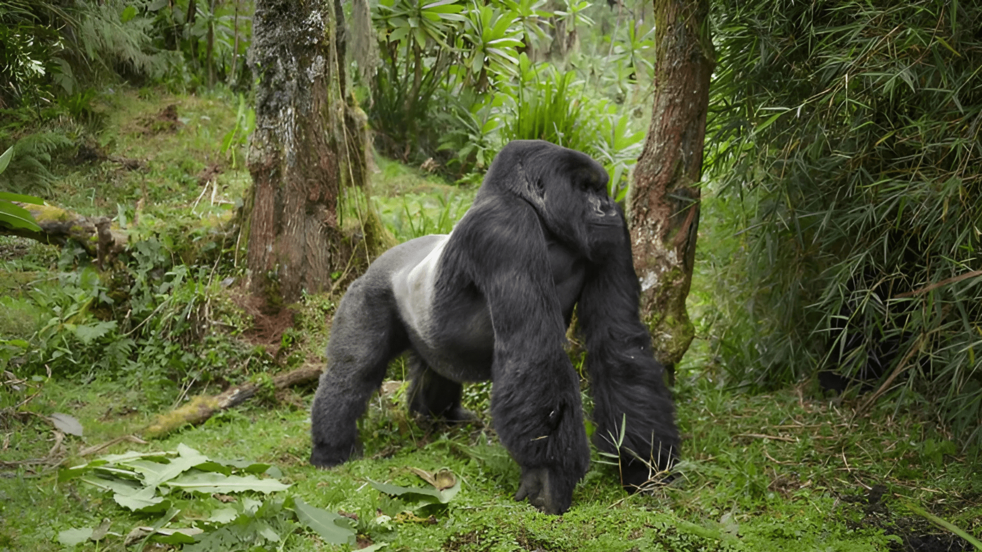 Factors That Affect a Gorilla's Speed