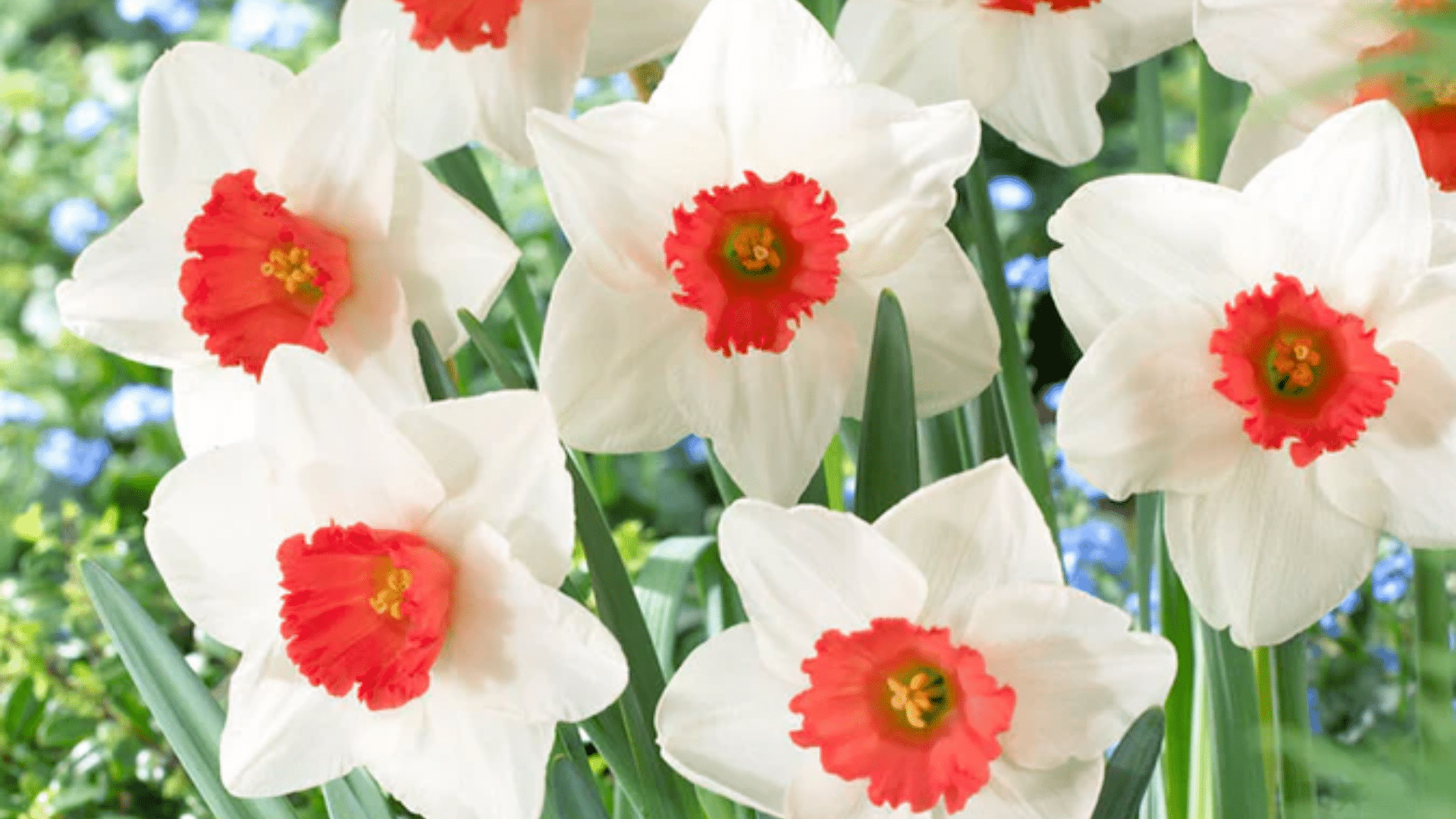 False Flowers