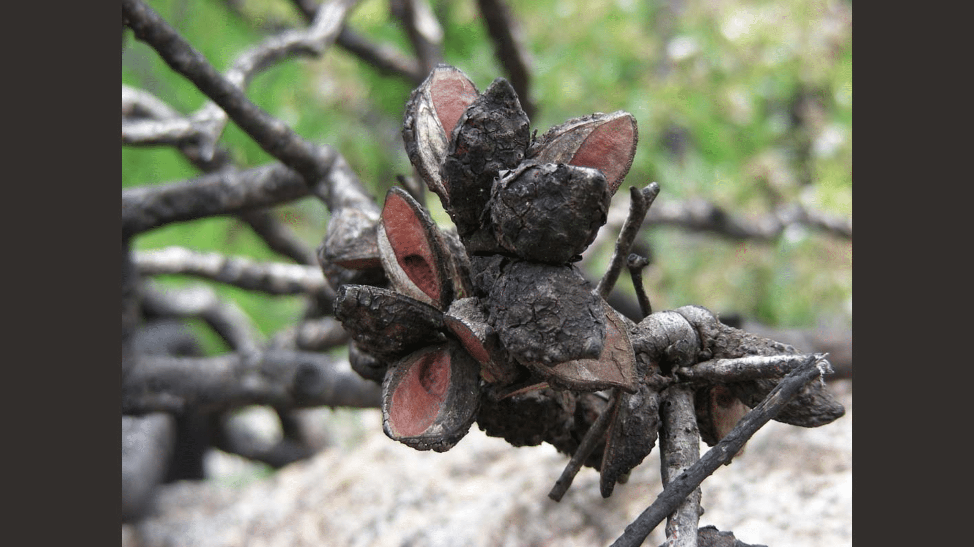 Fire-Resistant Seeds