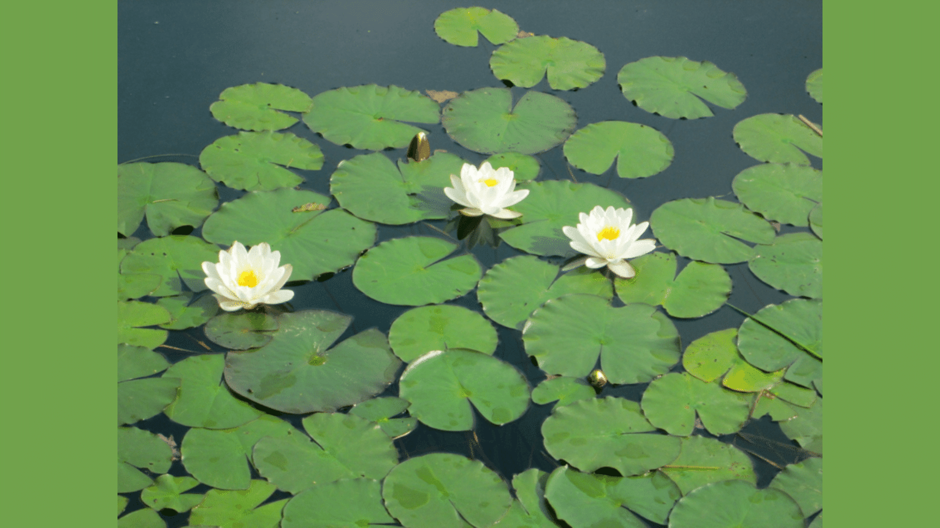 Floating Leaves
