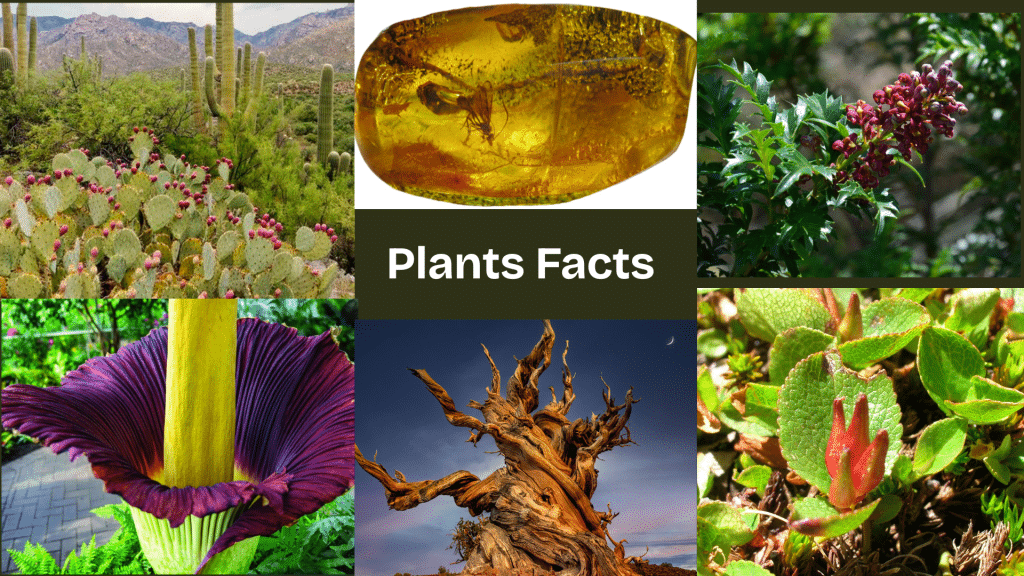 Fun Facts About Plants that Will Surprise You