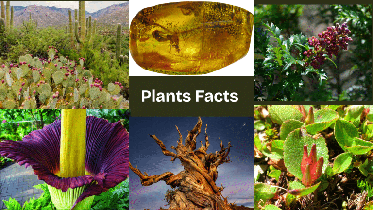 Fun Facts About Plants that Will Surprise You
