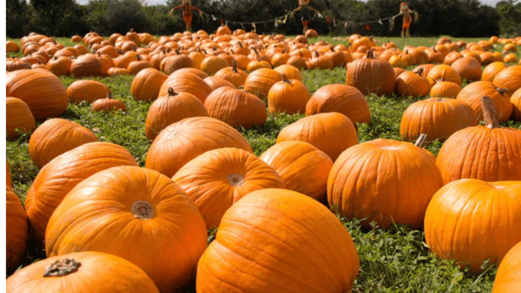 Fun Facts About Pumpkin
