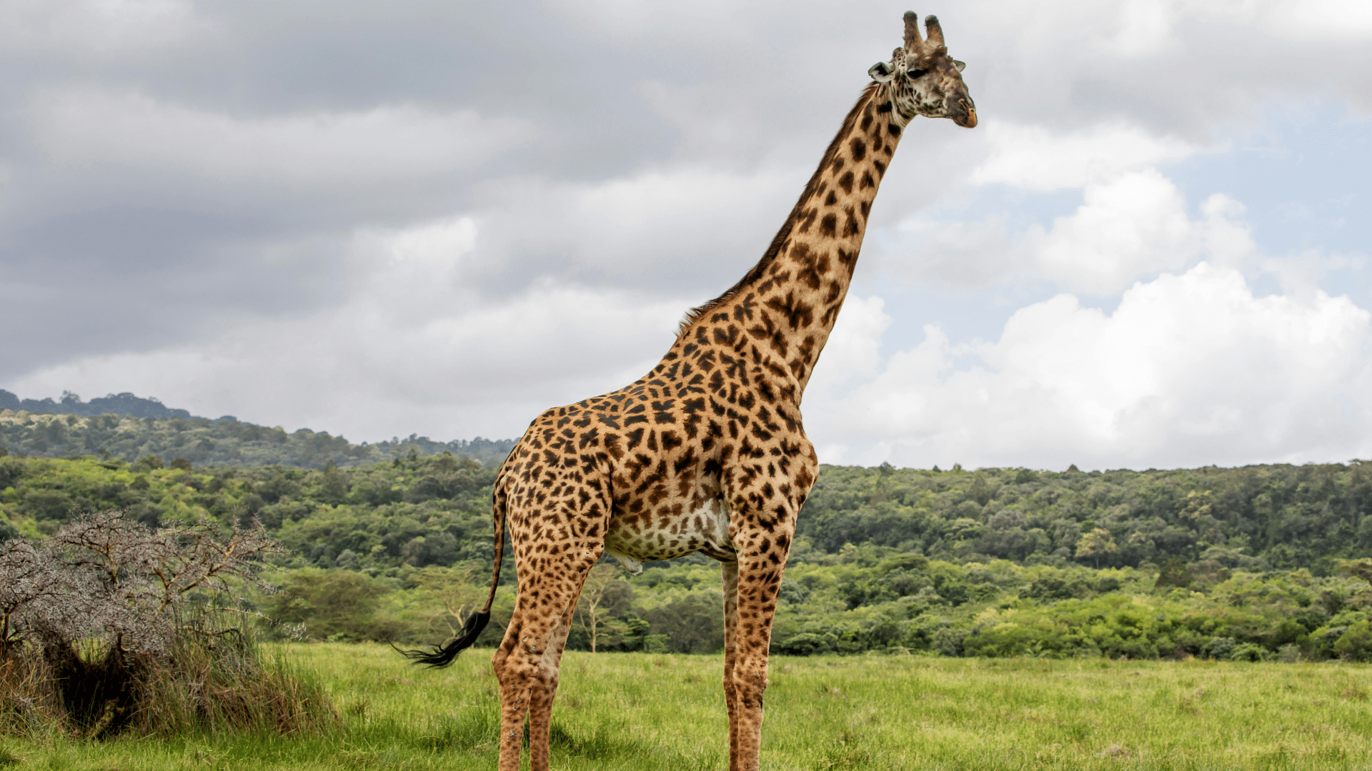 Giraffe