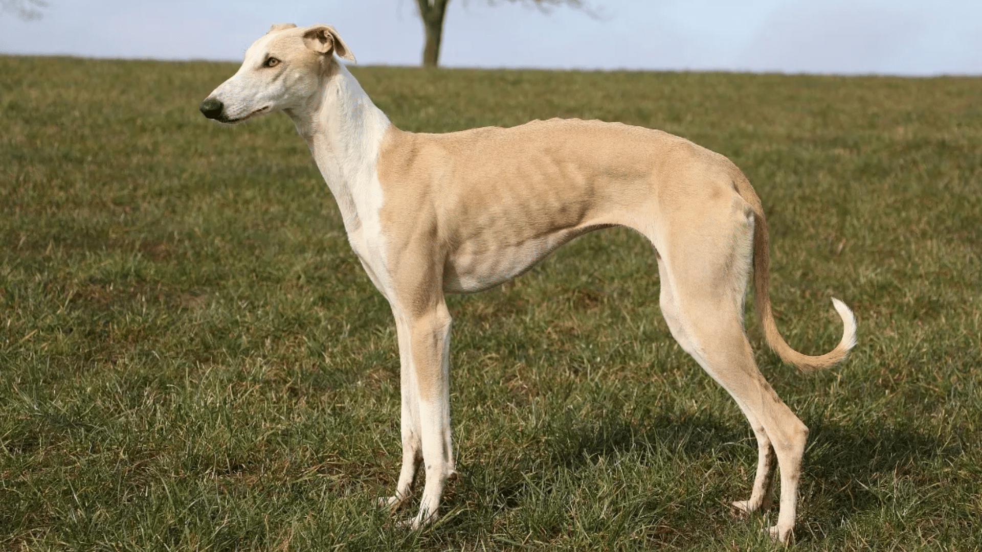 Greyhound