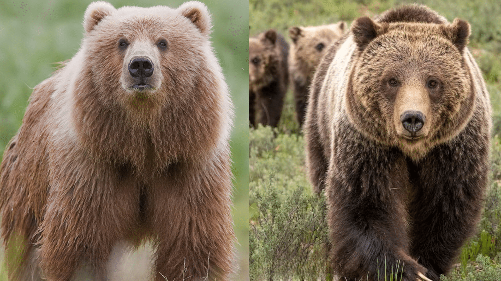 Habitat Range of Bears
