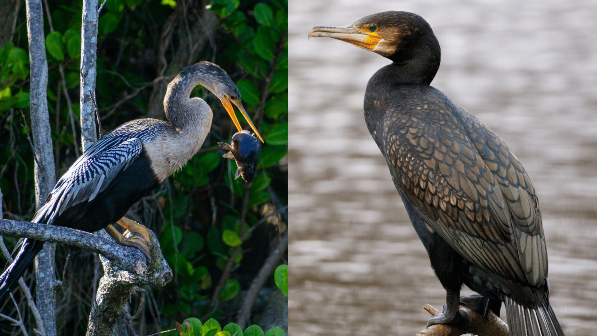 Habitats and Range Where These Birds Live