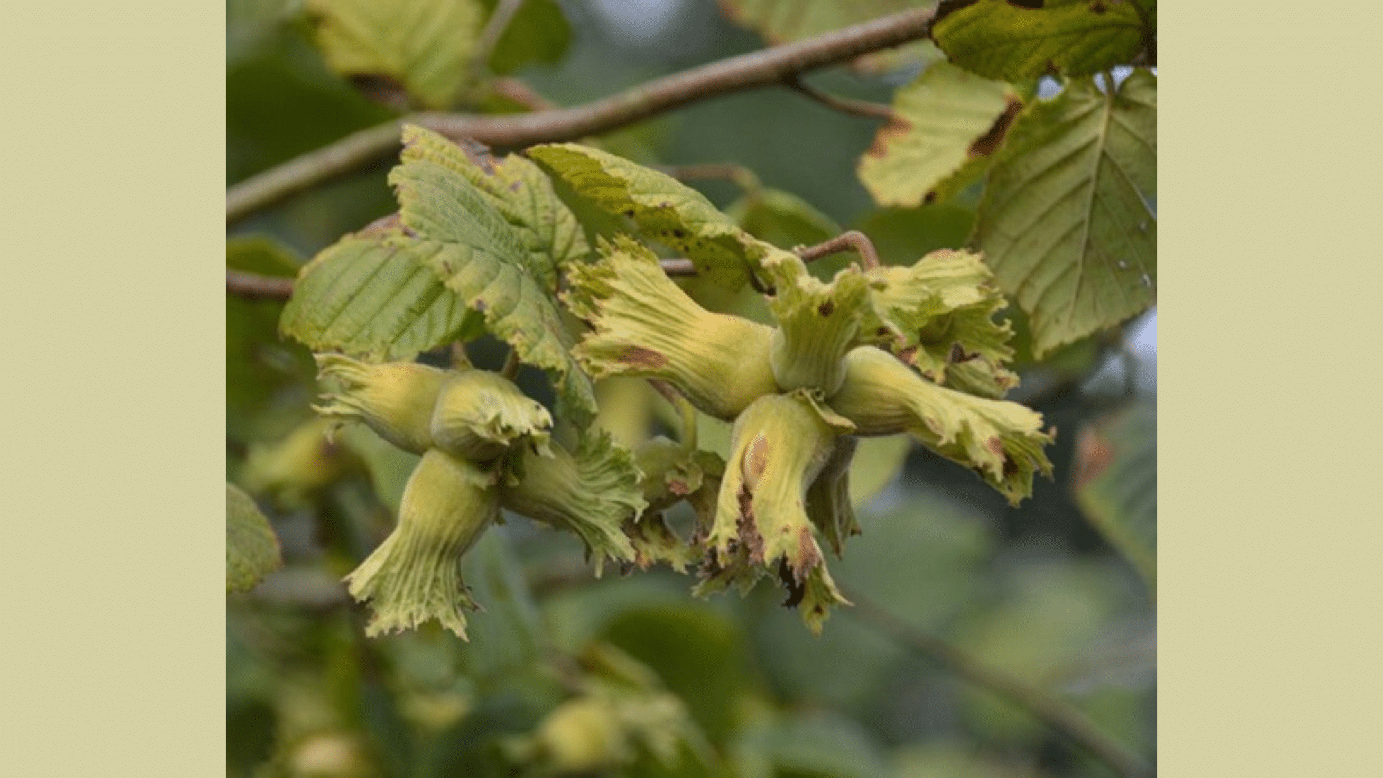 Hazel (Corylus spp.)