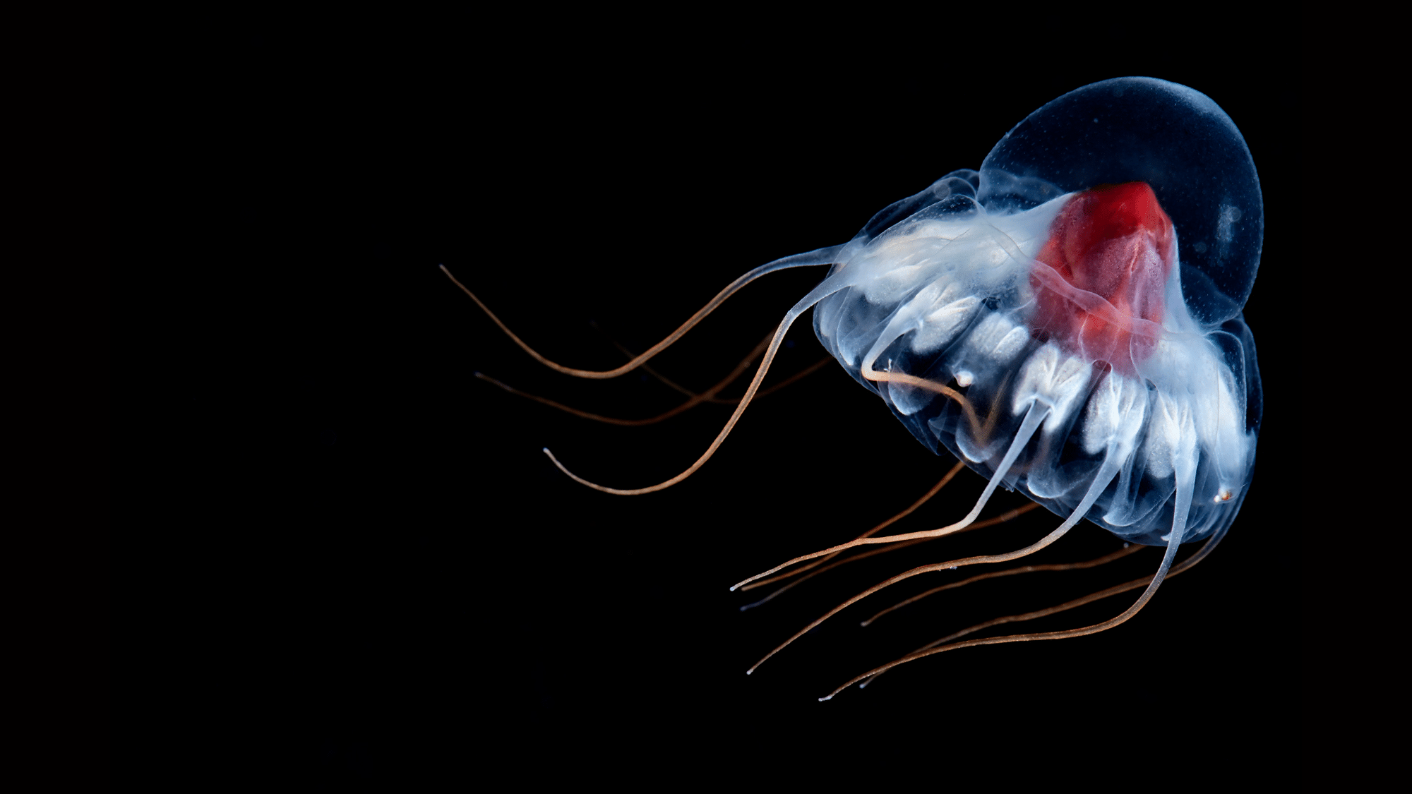 Helmet Jellyfish