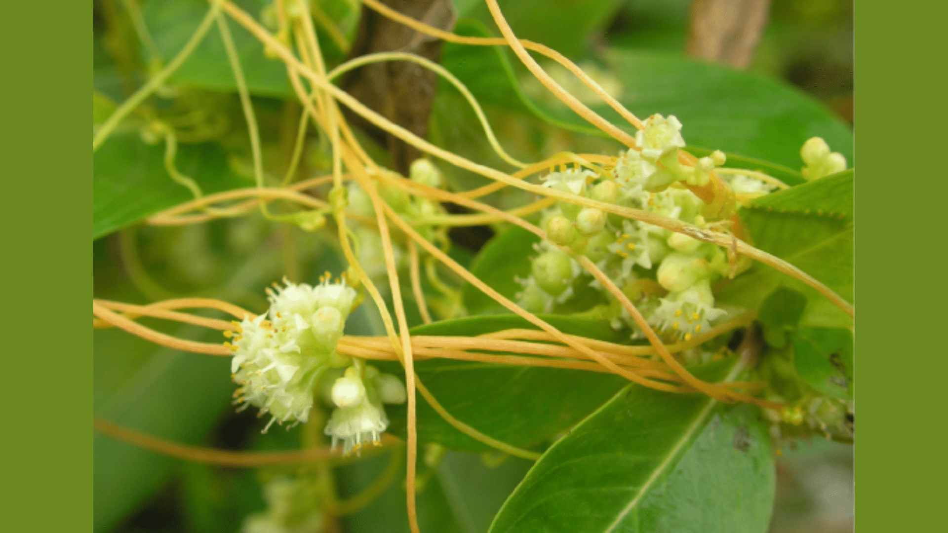 Heterotrophic Plants
