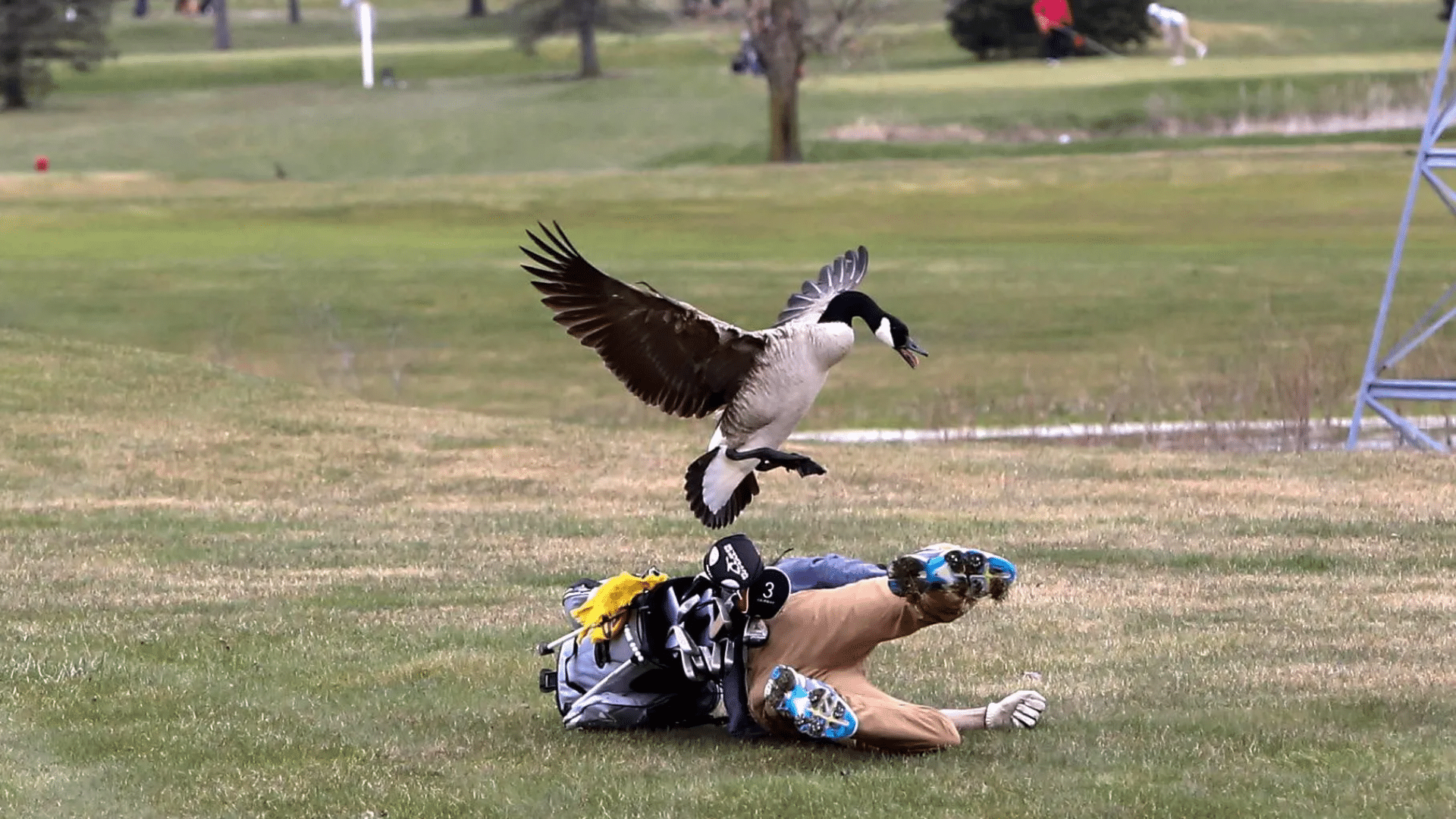 How Do Geese Attack Humans
