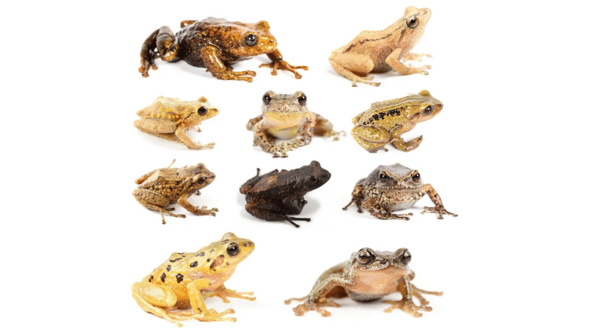 How Long Can Different Frog Species Go Without Food
