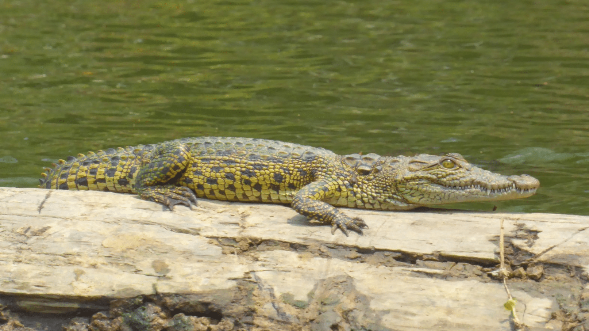 How Often Do Crocodiles Shed Their Skin
