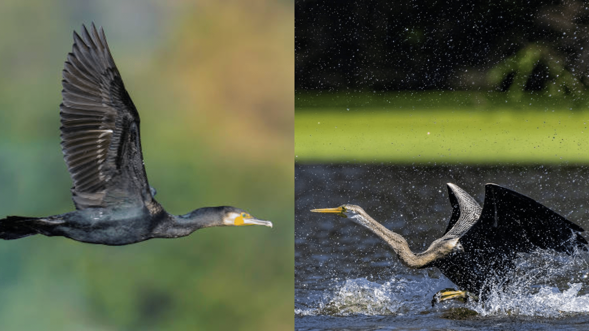 How They Swim, Hunt, and Dry Their Wings
