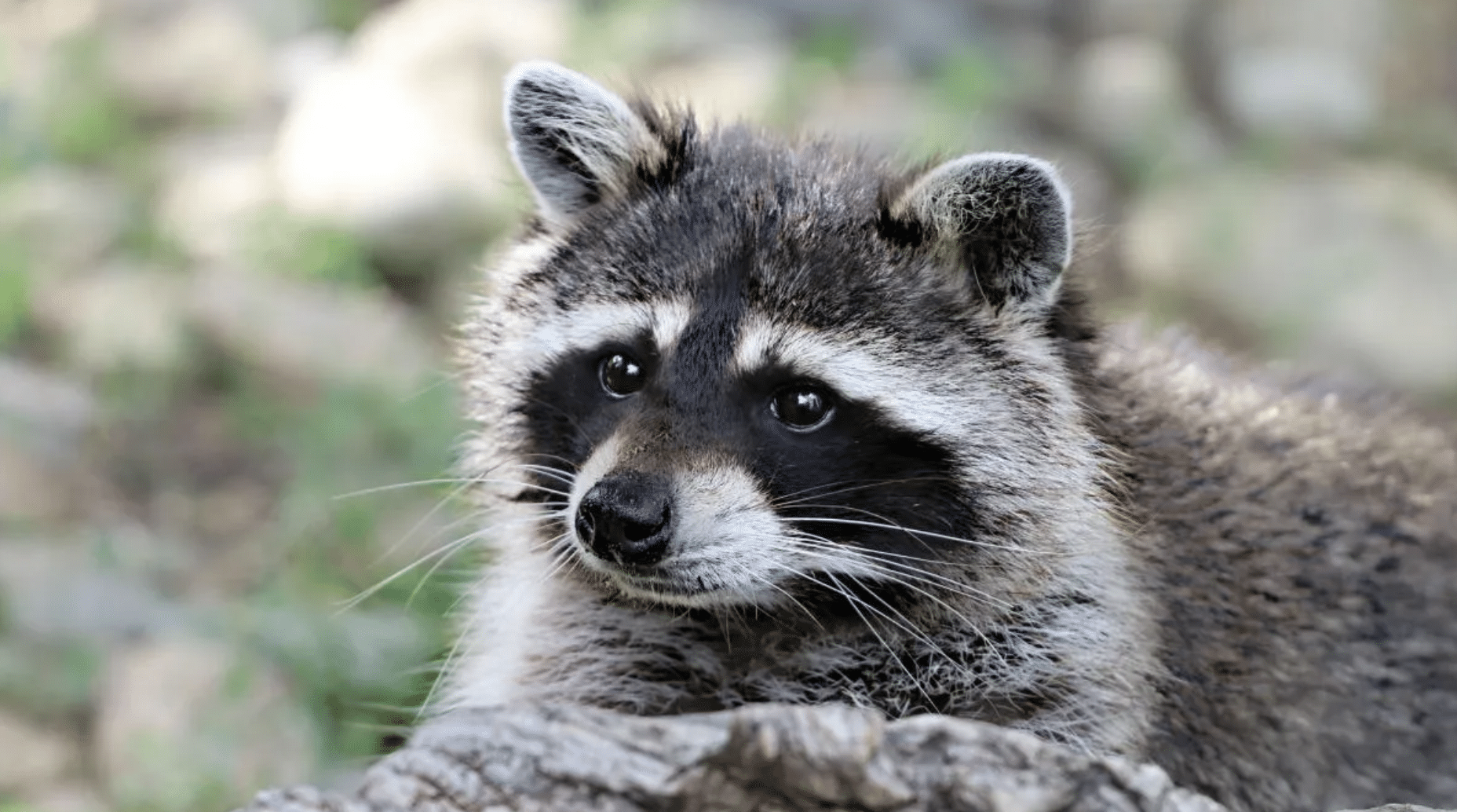 How to Respond to These Wildlife Signals