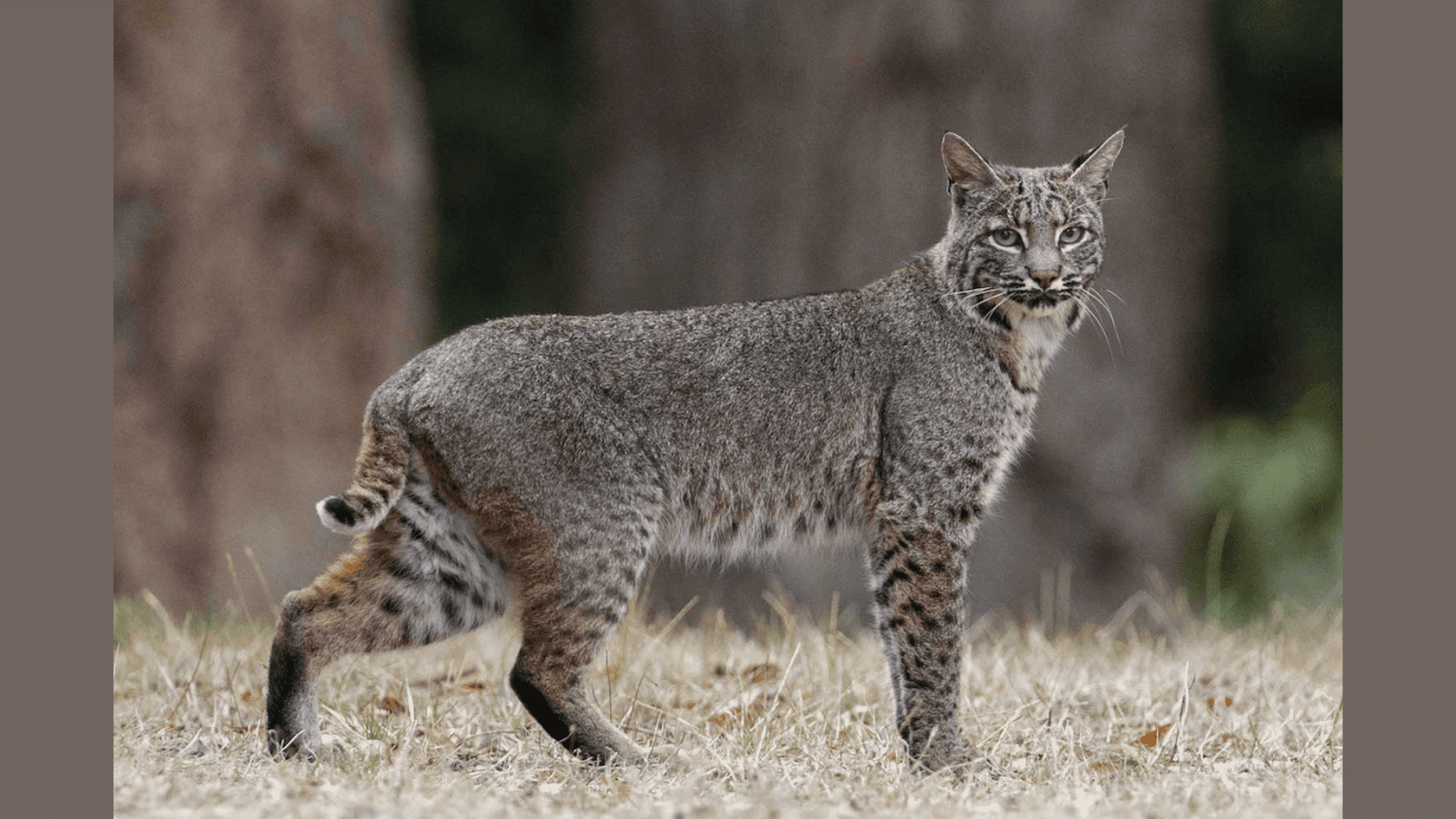 How to Catch a Bobcat Carefully?