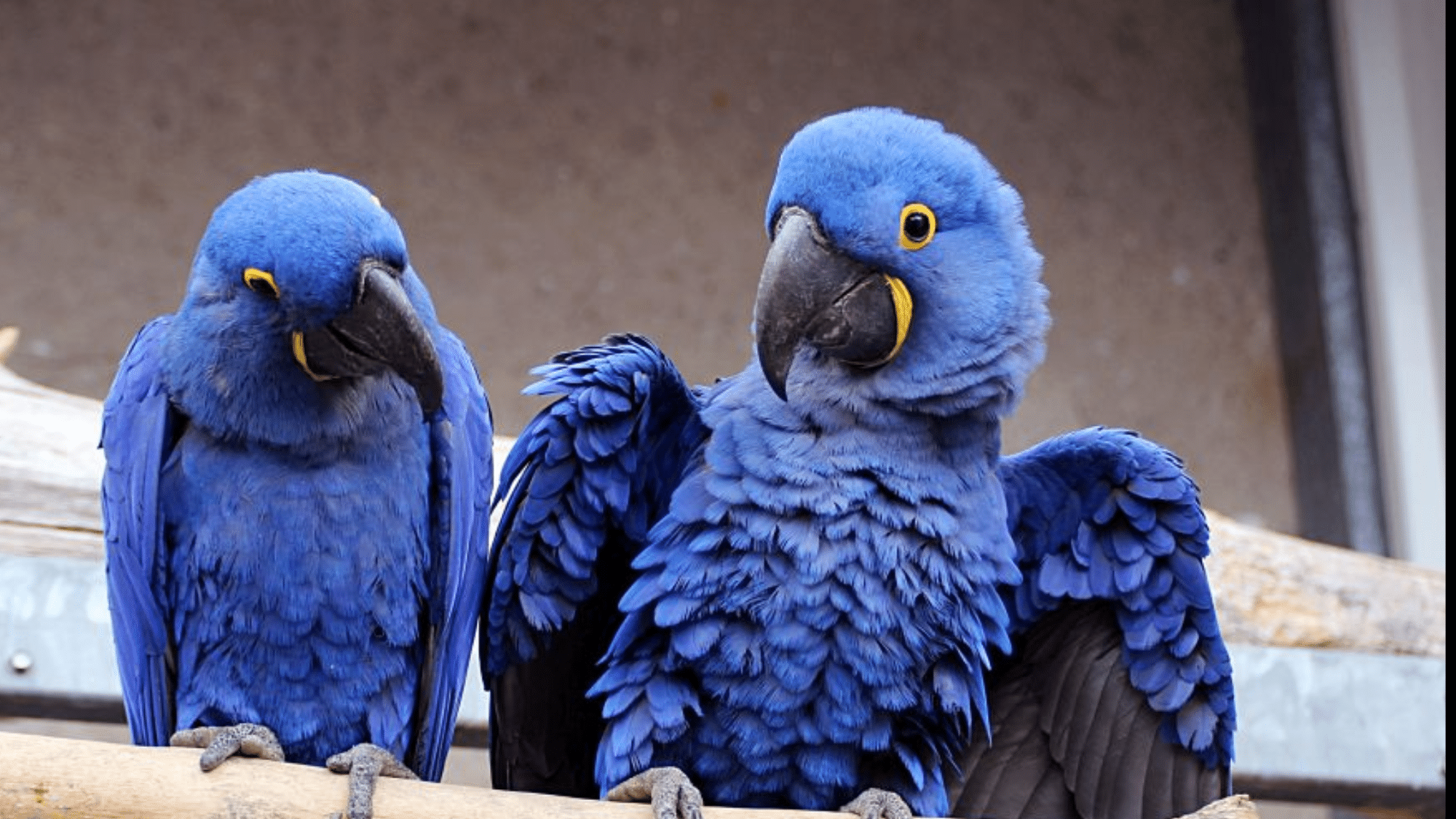 Hyacinth Macaws in Pantanal Wetlands