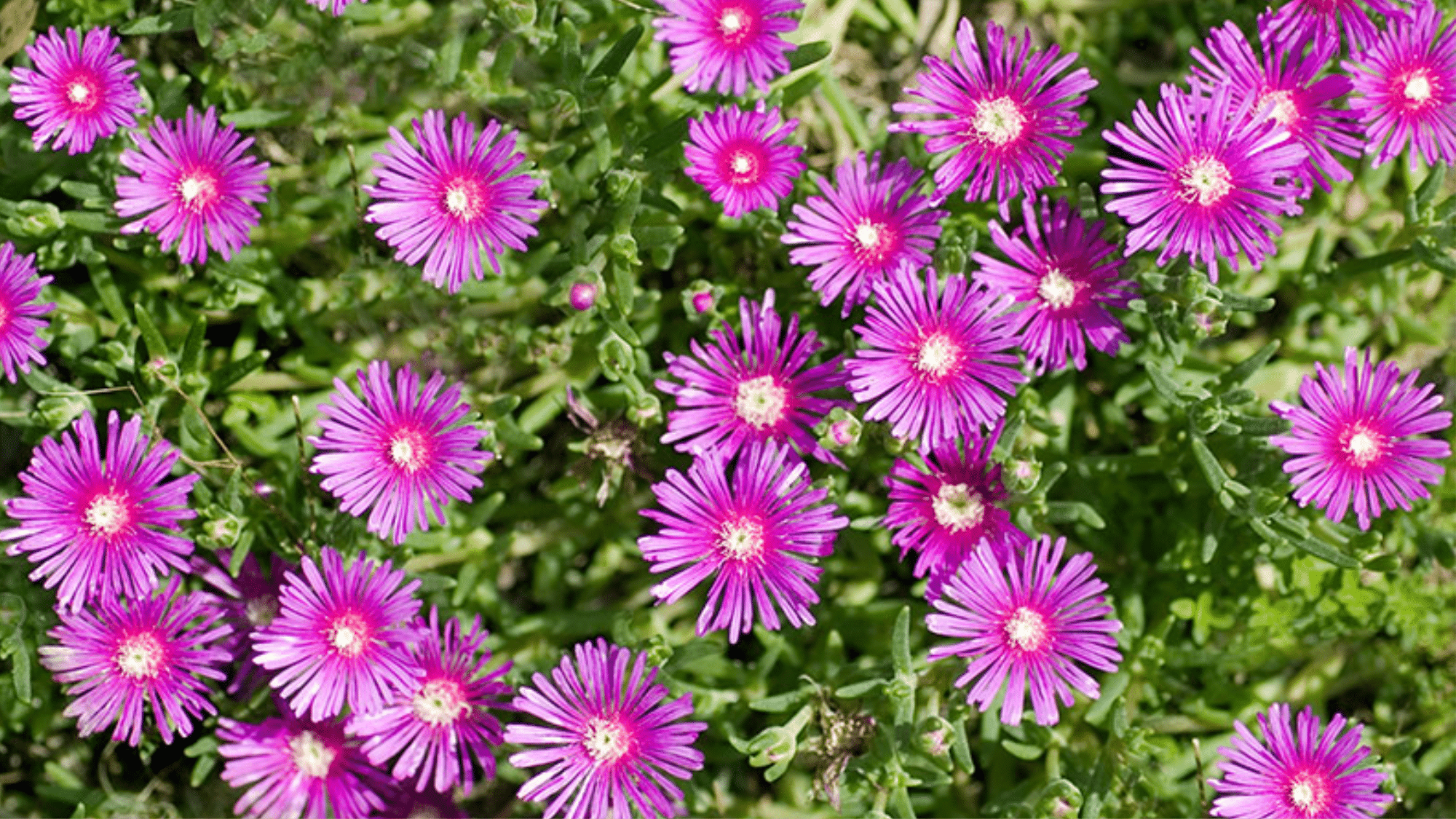 Ice Plant