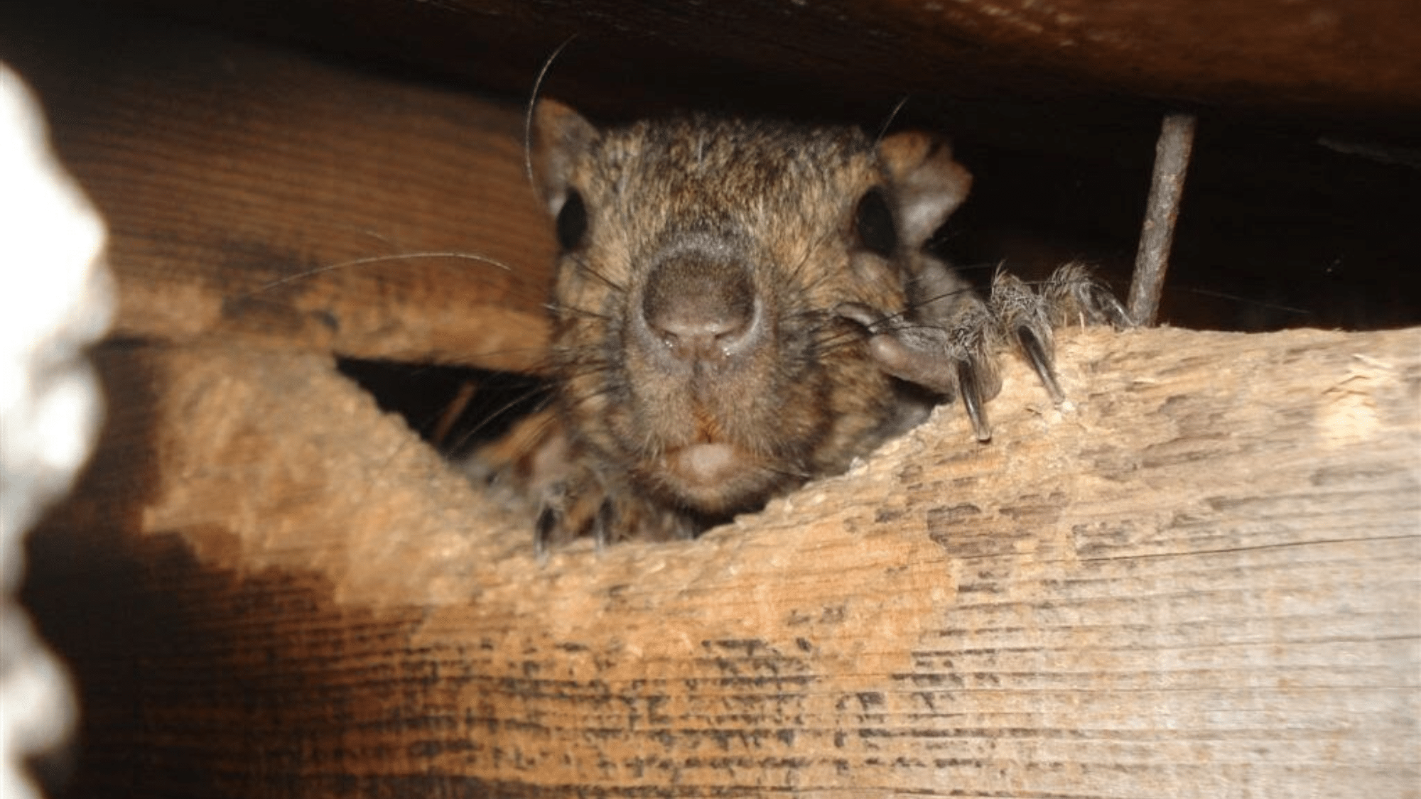 Identifying Squirrel Activity in Walls