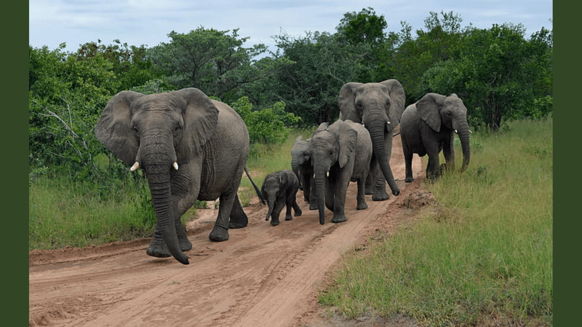 Interesting Facts About Elephants
