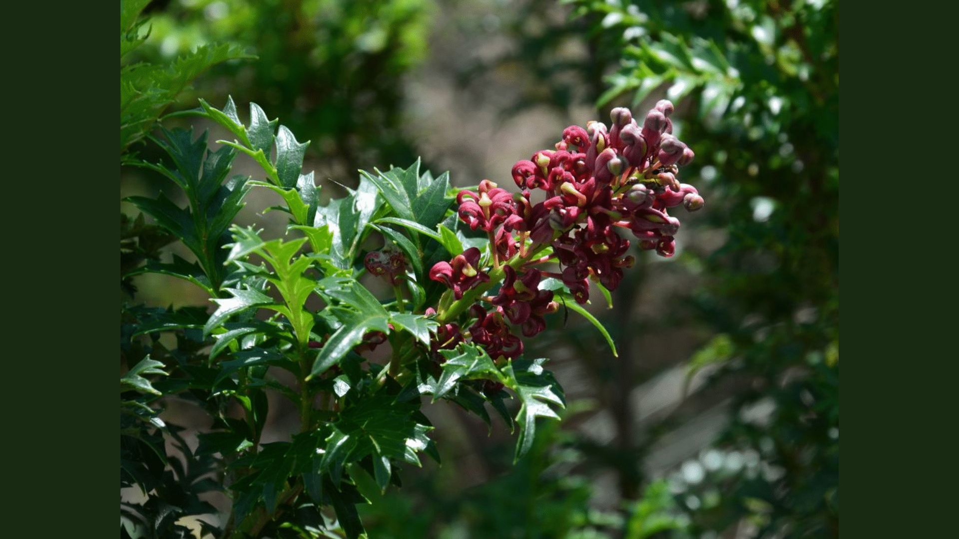 King's Holly
