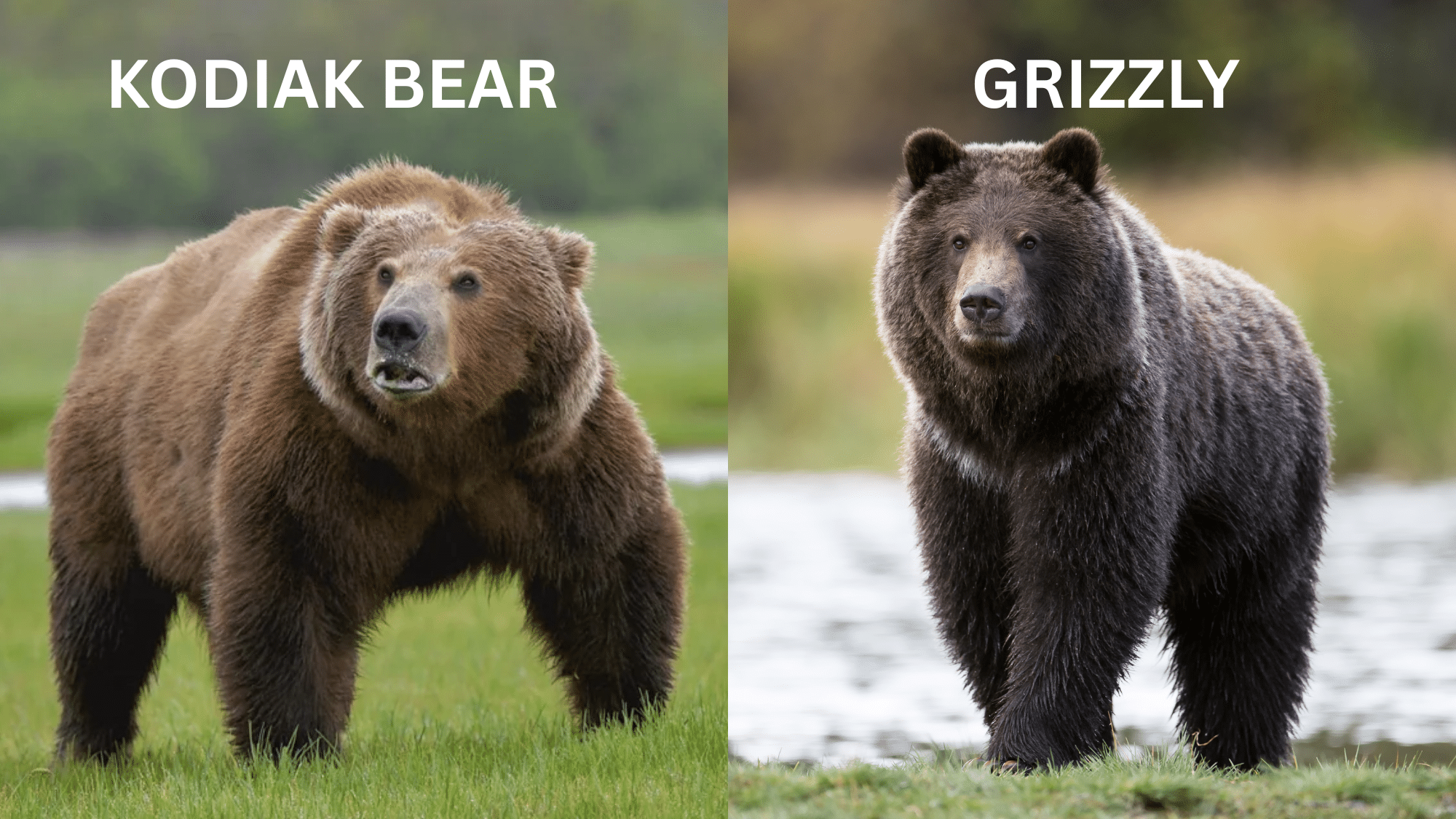 Kodiak vs Grizzly Bear: Complete Fight Analysis