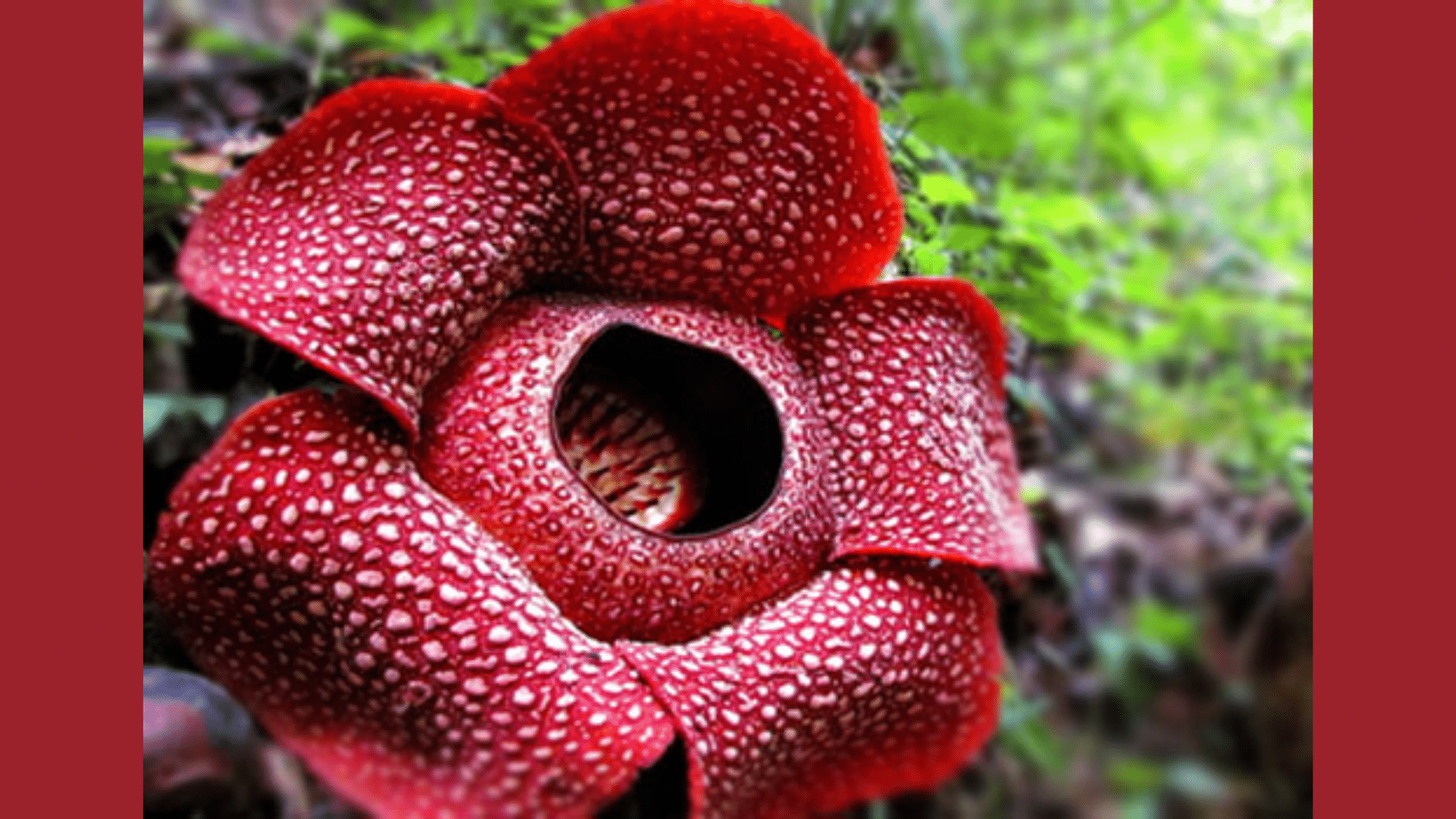 Largest Flower
