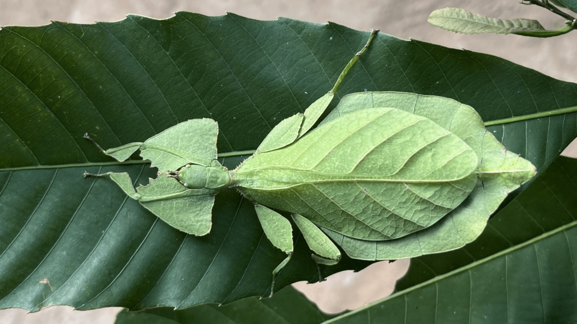 Leaf Insect
