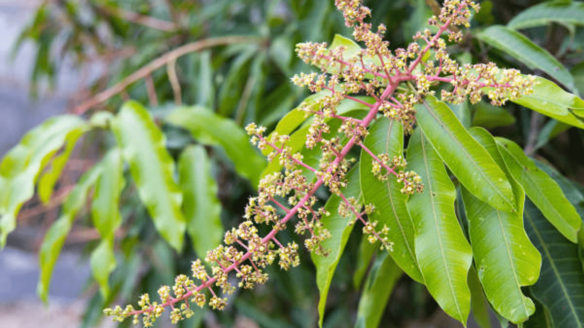 Less_Than_1_of_Mango_Flowers_Become_Fruit