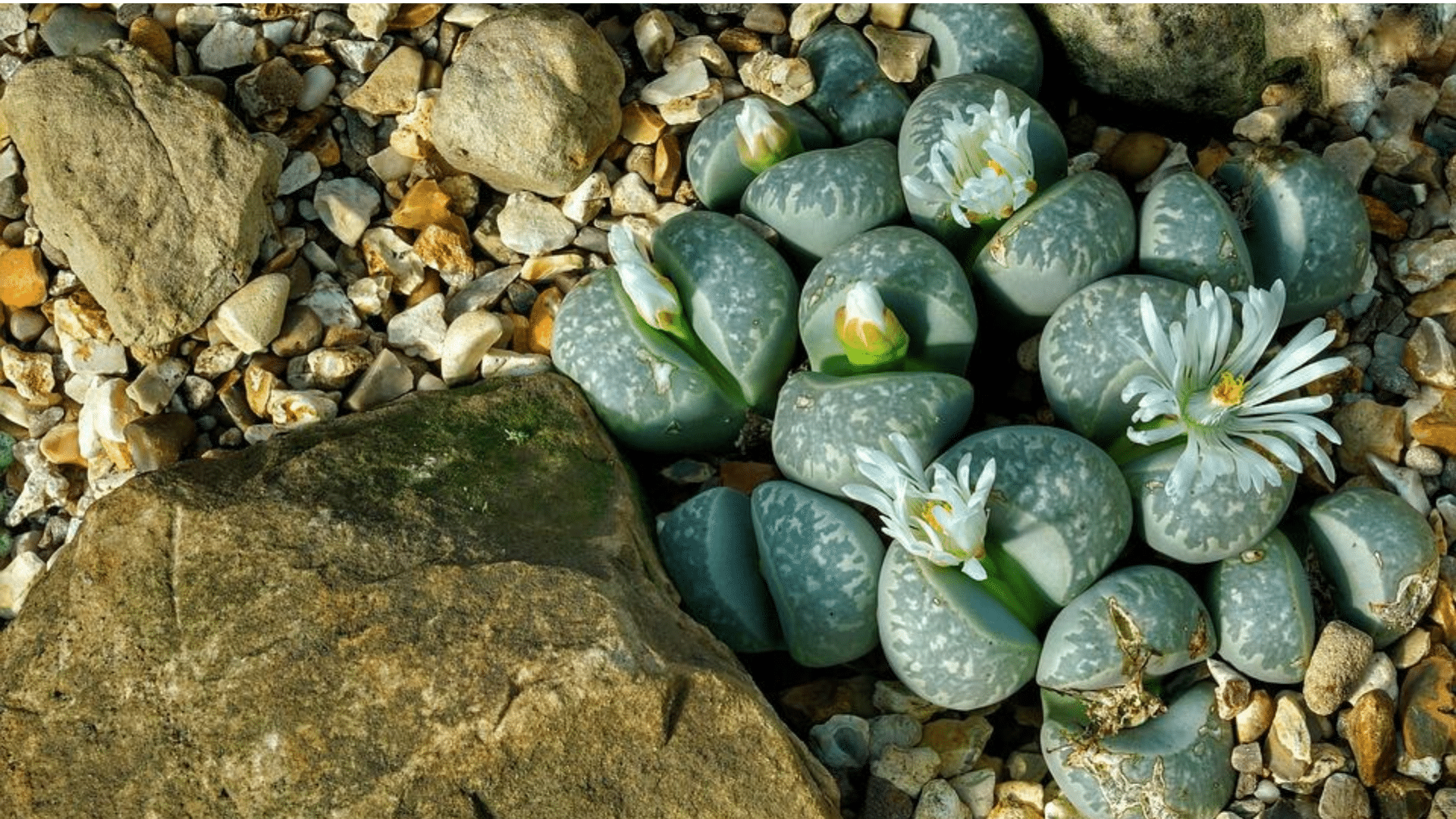 Living Stones