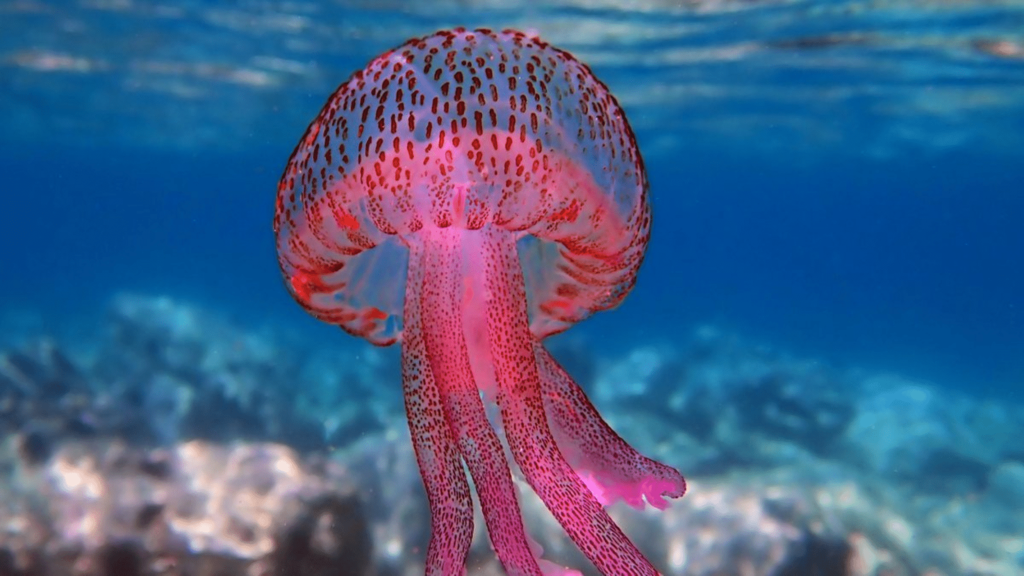 Mauve Stinger