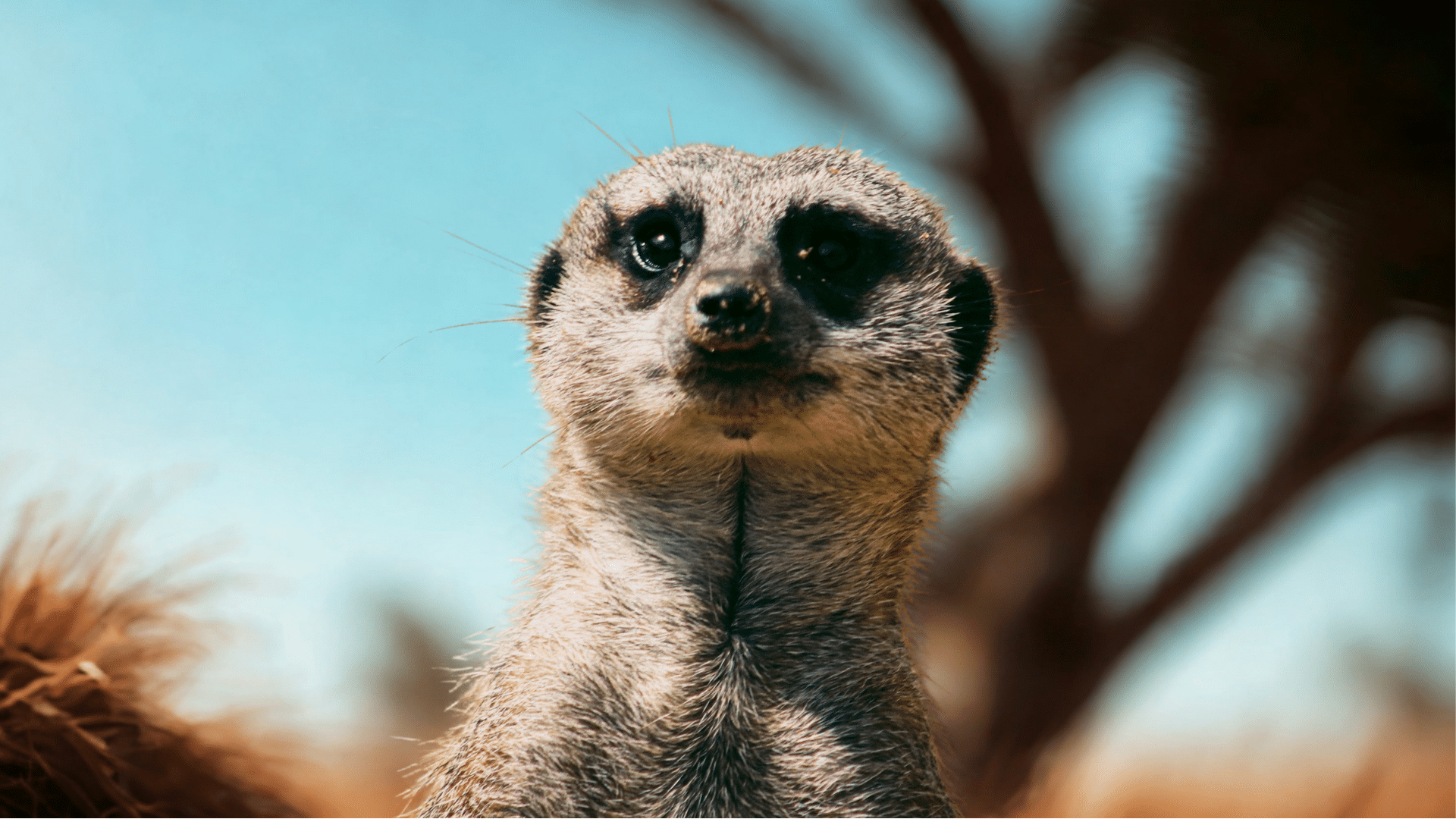 Meerkat